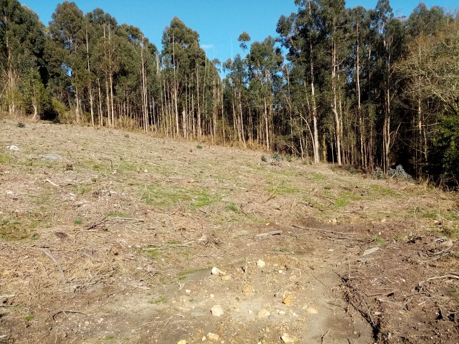 CASA PARA REFORMAR CON FINCA GRANDE EN UN ENTORNO DE NATURALEZA PRIVILEGIADO