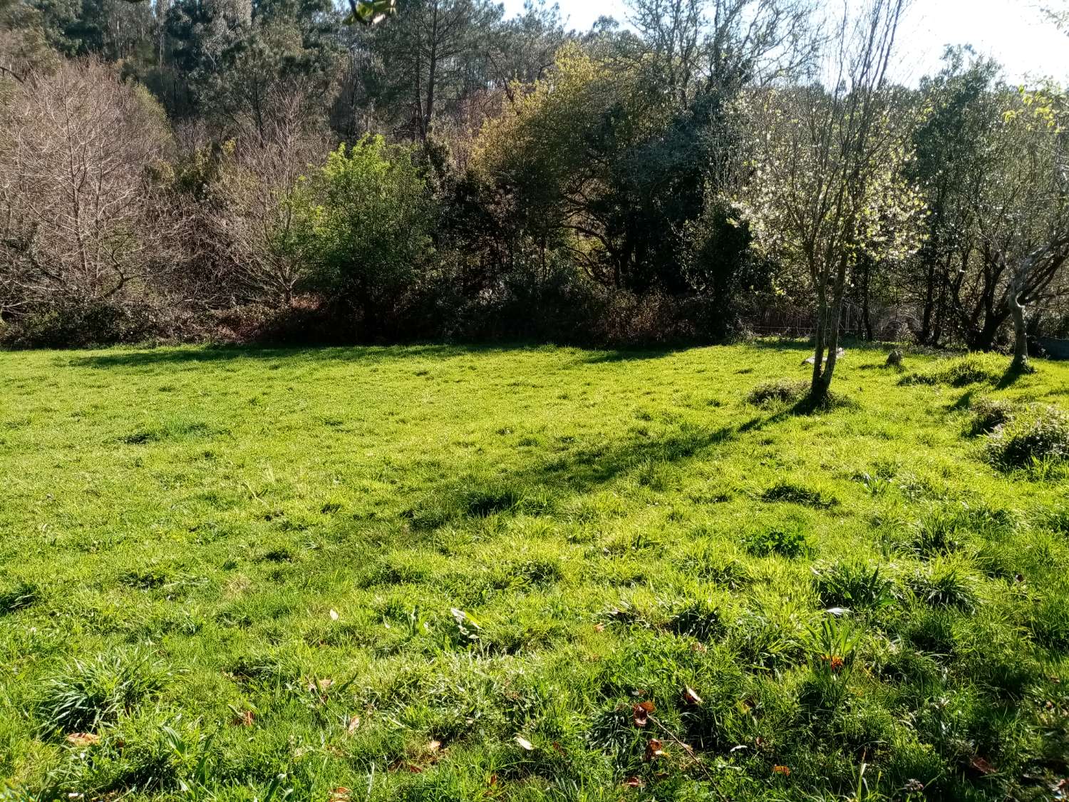 CASA PARA REFORMAR CON FINCA GRANDE EN UN ENTORNO DE NATURALEZA PRIVILEGIADO