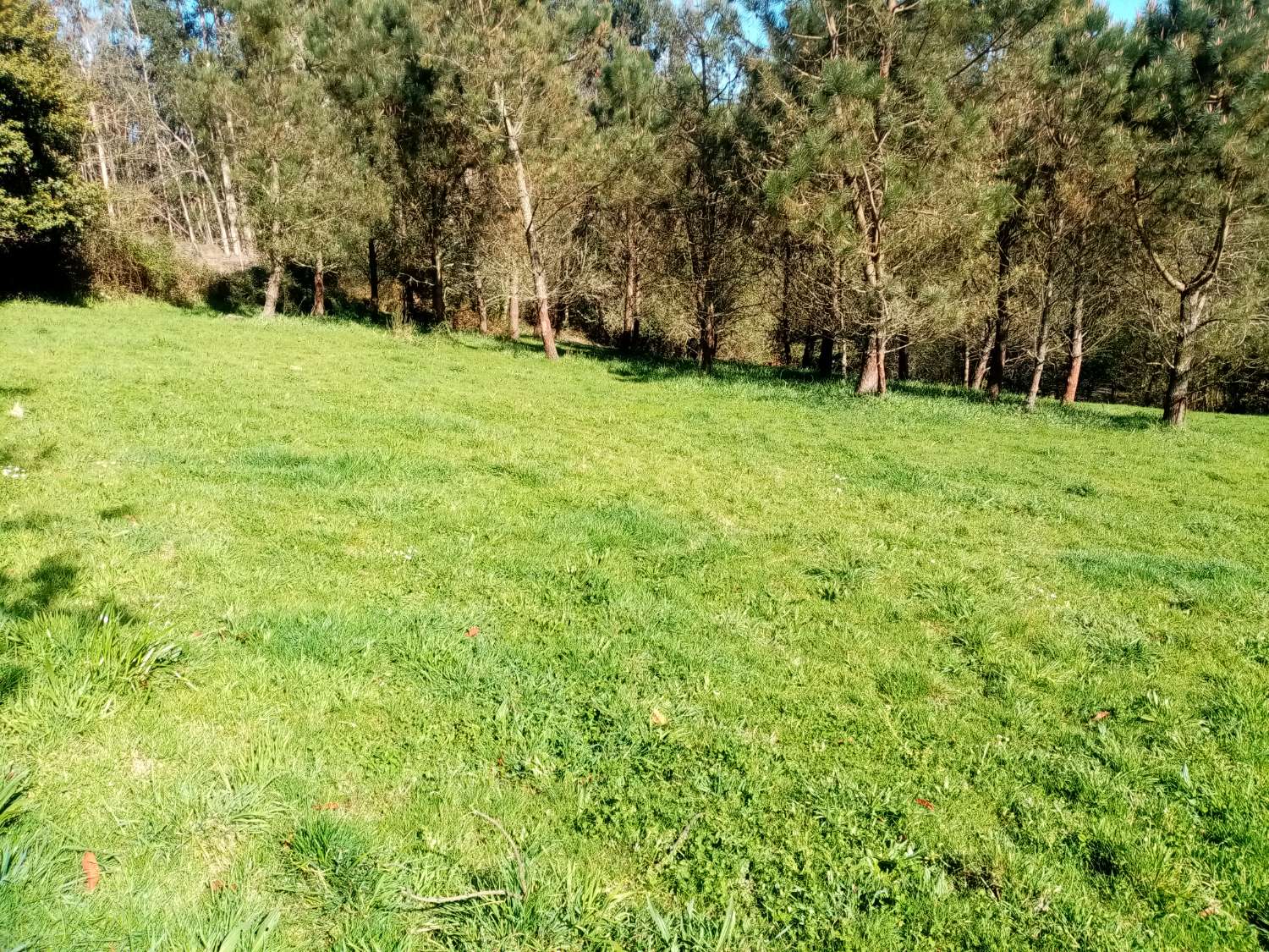 CASA PARA REFORMAR CON FINCA GRANDE EN UN ENTORNO DE NATURALEZA PRIVILEGIADO