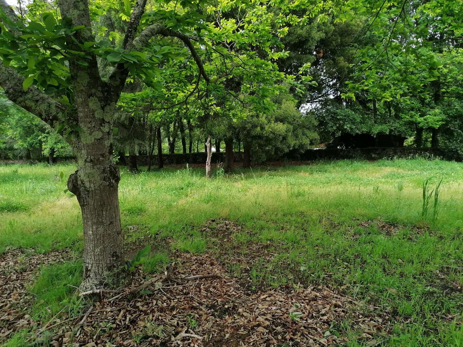 CASA PARA REFORMAR EN UNA ESTUPENDA FINCA LLANA Y CERRADA COMPLETAMENTE